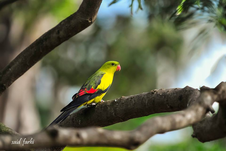 Regent Parrot / Perruche mélanure (Polytelis anthopeplus), Parc Murdoch, Mers Sultan, Casablanca; 17 March 2018 (Said Farhi). Regent Parrot / Perruche mélanure (Polytelis anthopeplus), Parc Murdoch, Mers Sultan, Casablanca; 17 March 2018 (Said Farhi).