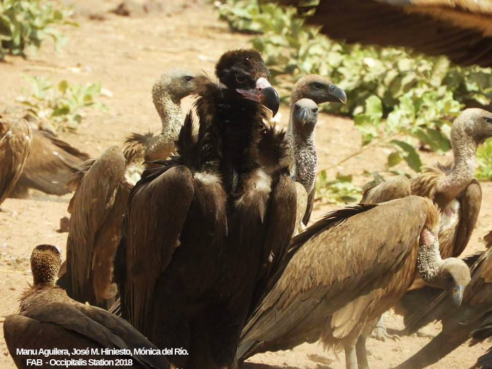Cinereous Vulture (Aegypius monachus), Occipitalis Station, Saruja, The Gambia, 24 Feb. 2018 (Fondo de Amigos del Buitre). Cinereous Vulture (Aegypius monachus), Occipitalis Station, Saruja, The Gambia, 24 Feb. 2018 (Fondo de Amigos del Buitre).