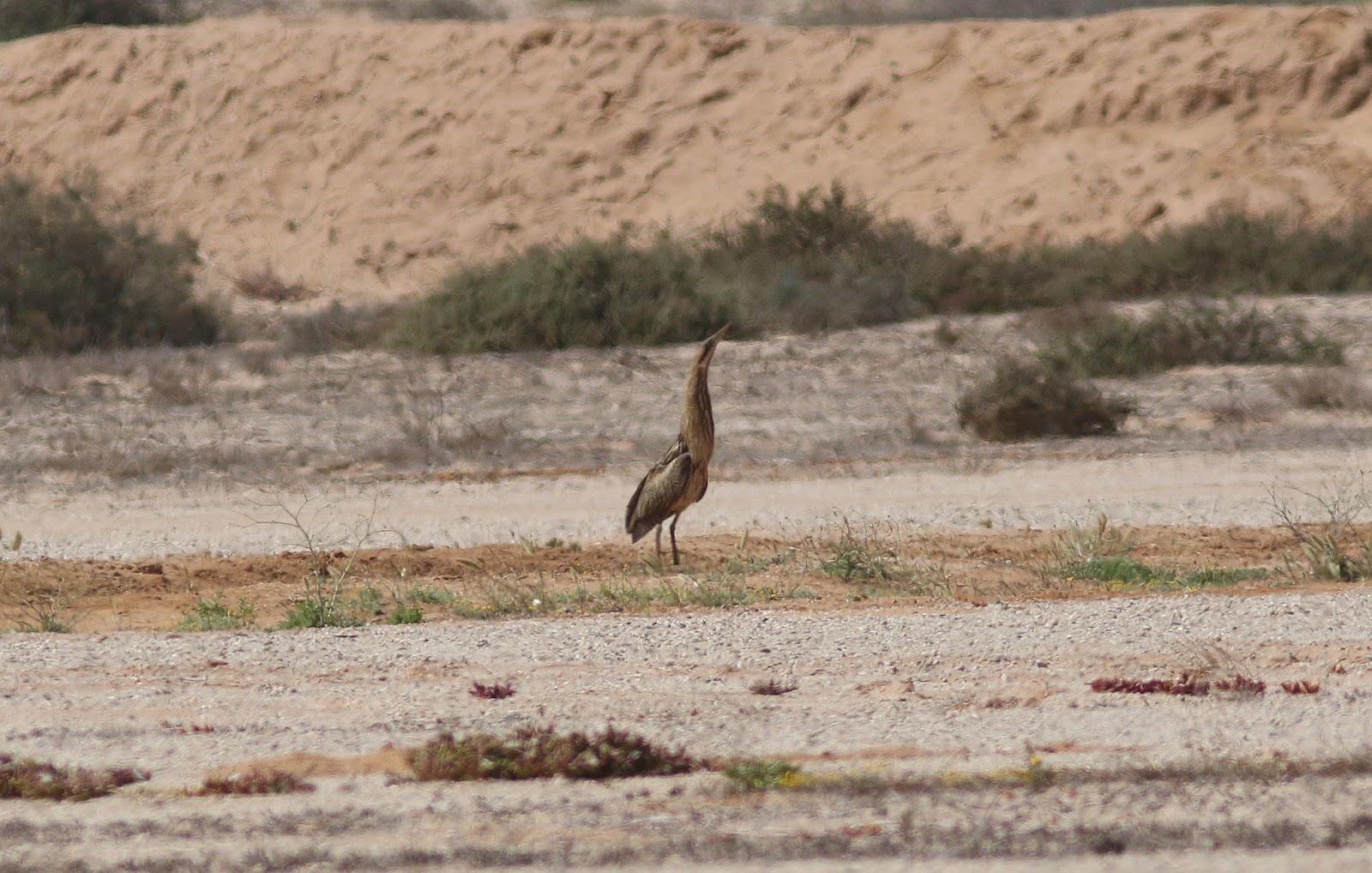 Great Bittern / Butor étoilé (Botaurus stellaris), near Dakhla, 27 March 2018 (Peter Alfrey). Great Bittern / Butor étoilé (Botaurus stellaris), near Dakhla, 27 March 2018 (Peter Alfrey).