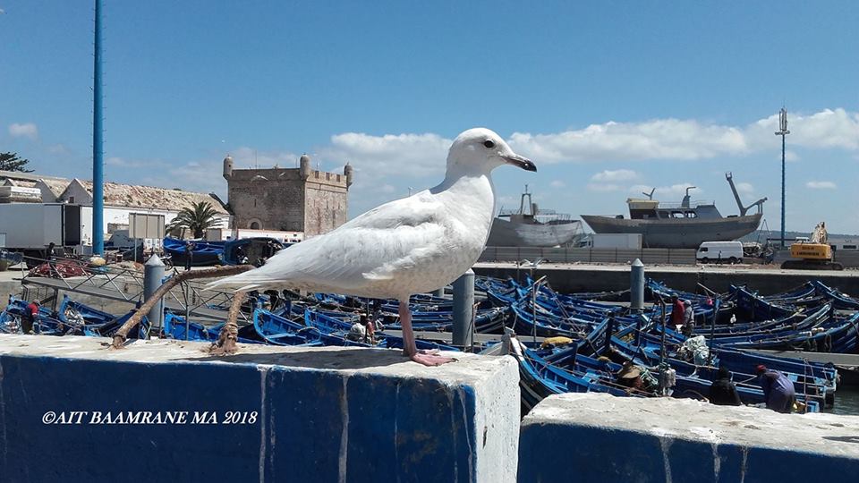 Iceland Gull / Goéland à ailes blanches (Larus glaucoides), Esssaouira, 1 April 2018 (Moulay Abdeljalil Ait Baamrane). Iceland Gull / Goéland à ailes blanches (Larus glaucoides), Esssaouira, 1 April 2018 (Moulay Abdeljalil Ait Baamrane).