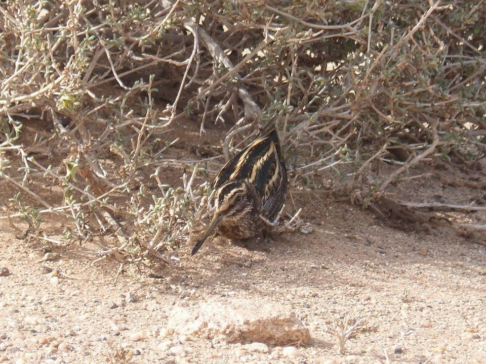 Jack Snipe / Bécassine sourde (Lymnocryptes minimus), Oued Jenna, Aousserd, 8 March 2015 (Association 'Nature Initiative'). Jack Snipe / Bécassine sourde (Lymnocryptes minimus), Oued Jenna, Aousserd, 8 March 2015 (Association 'Nature Initiative').