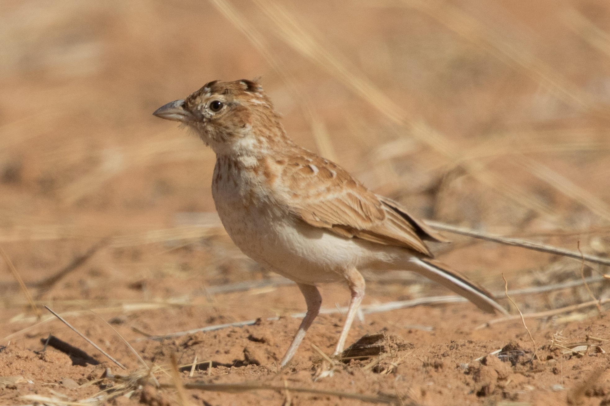 Kordofan Lark / Alouette du Kordofan (Mirafra cordofanica), Richard Toll, northern Senegal, 01/03/2018 (Johannes Heip) Kordofan Lark / Alouette du Kordofan (Mirafra cordofanica), Richard Toll, northern Senegal, 01/03/2018 (Johannes Heip)