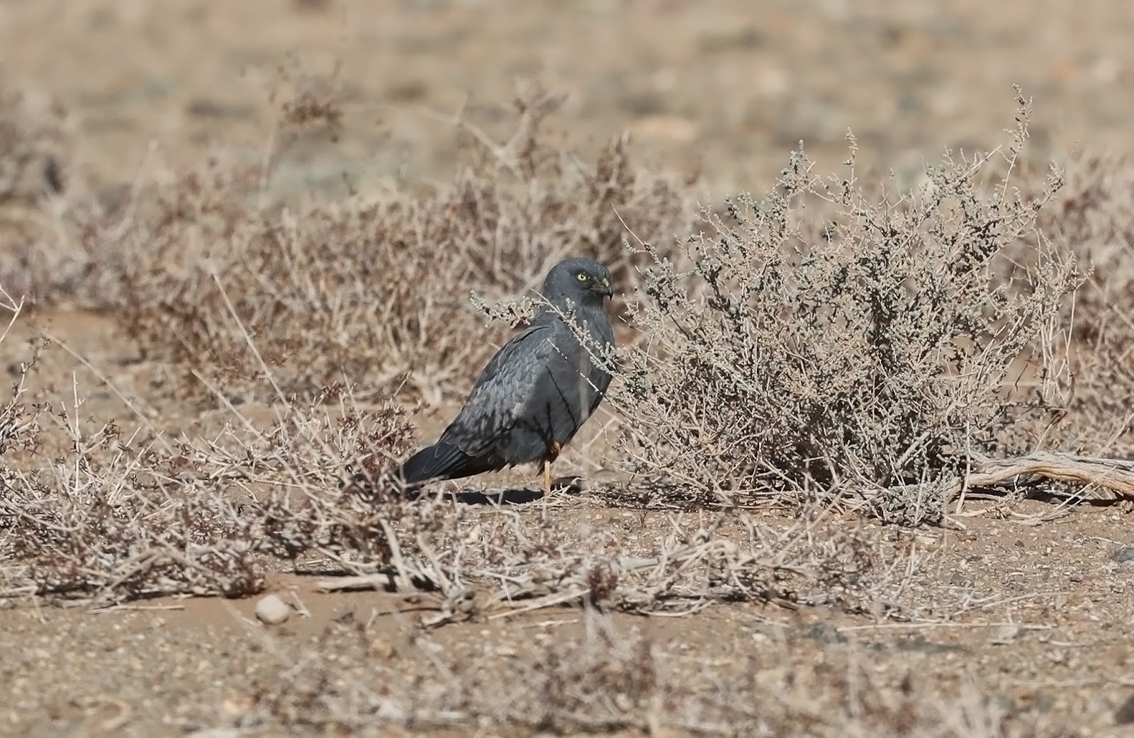 Melanistic Montagu's Harrier / Busard cendré (Circus pygargus), Oued Jenna, Aousserd, 19 March 2018 (Martin Casemore). Melanistic Montagu's Harrier / Busard cendré (Circus pygargus), Oued Jenna, Aousserd, 19 March 2018 (Martin Casemore).