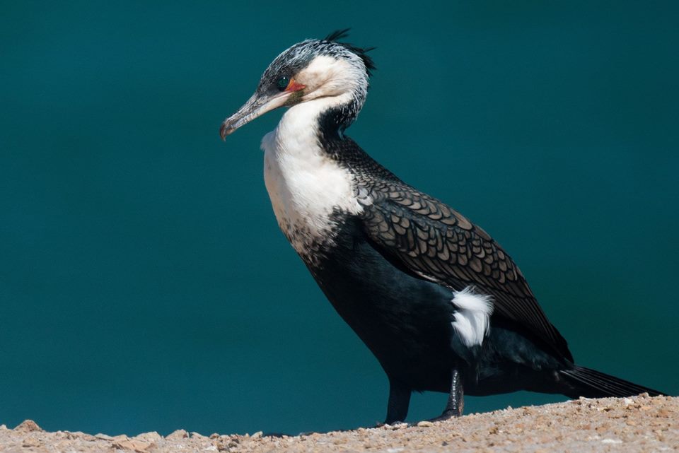 Adult White-breasted Cormorant (Phalacrocorax lucidus), Dakhla Bay, Western Sahara, 17 March 2018 (Arnoud van den Berg). Adult White-breasted Cormorant (Phalacrocorax lucidus), Dakhla Bay, Western Sahara, 17 March 2018 (Arnoud van den Berg).