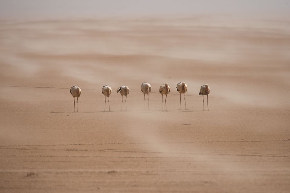 Migratory White Storks (Ciconia ciconia) blocked by sandstorm, Dakhla Bay, Western Sahara, 21 March 2018 (Arnoud van den Berg). Migratory White Storks (Ciconia ciconia) blocked by sandstorm, Dakhla Bay, Western Sahara, 21 March 2018 (Arnoud van den Berg).