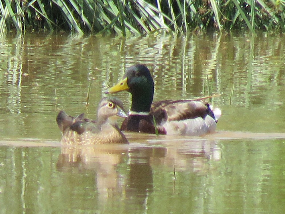 Wood Duck / Canard carolin (Aix sponsa), near Oued Bou Regreg, Salé, Atlantic coast of Morocco, 8 April 2018 (Pedro Fernandes).