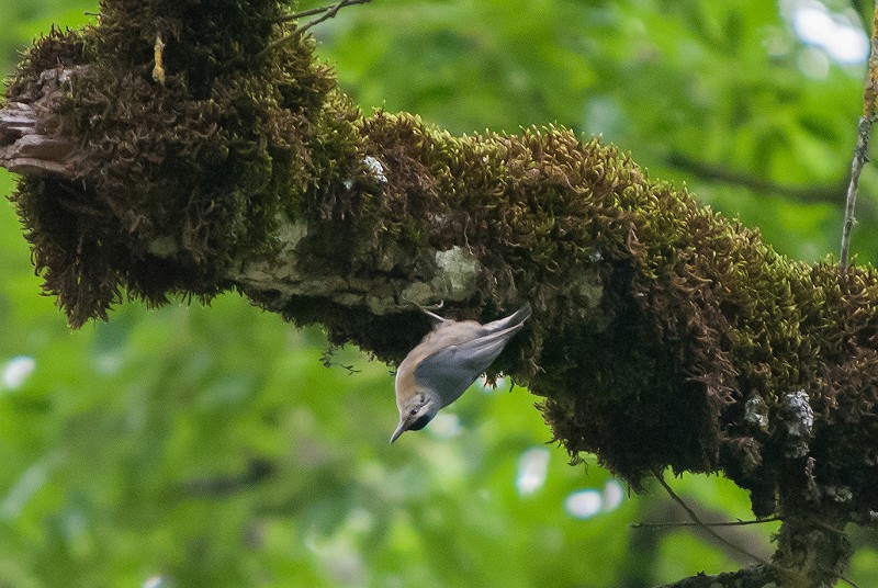 Algerian Nuthatch / Sittelle kabyle (Sitta ledanti), Djimla Forest, Algeria, 2 June 2018 (Lonnie Bregman)