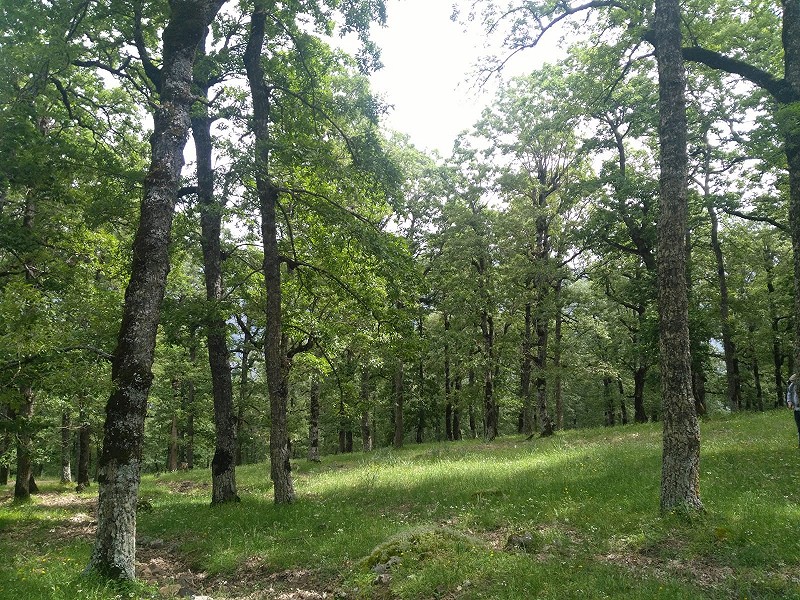 Habitat of the Algerian Nuthatch, Djimla Forest, Algeria, 2 June 2018 (Lonnie Bregman)
