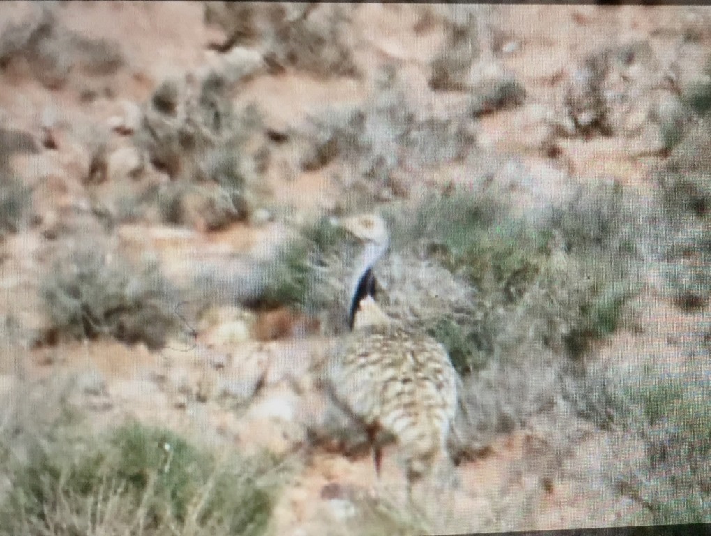 Houbara Bustard / Outarde houbara (Chlamydotis undulata), Tagdilt Track, Morocco, 6 May 2018 (Gil Ewing).