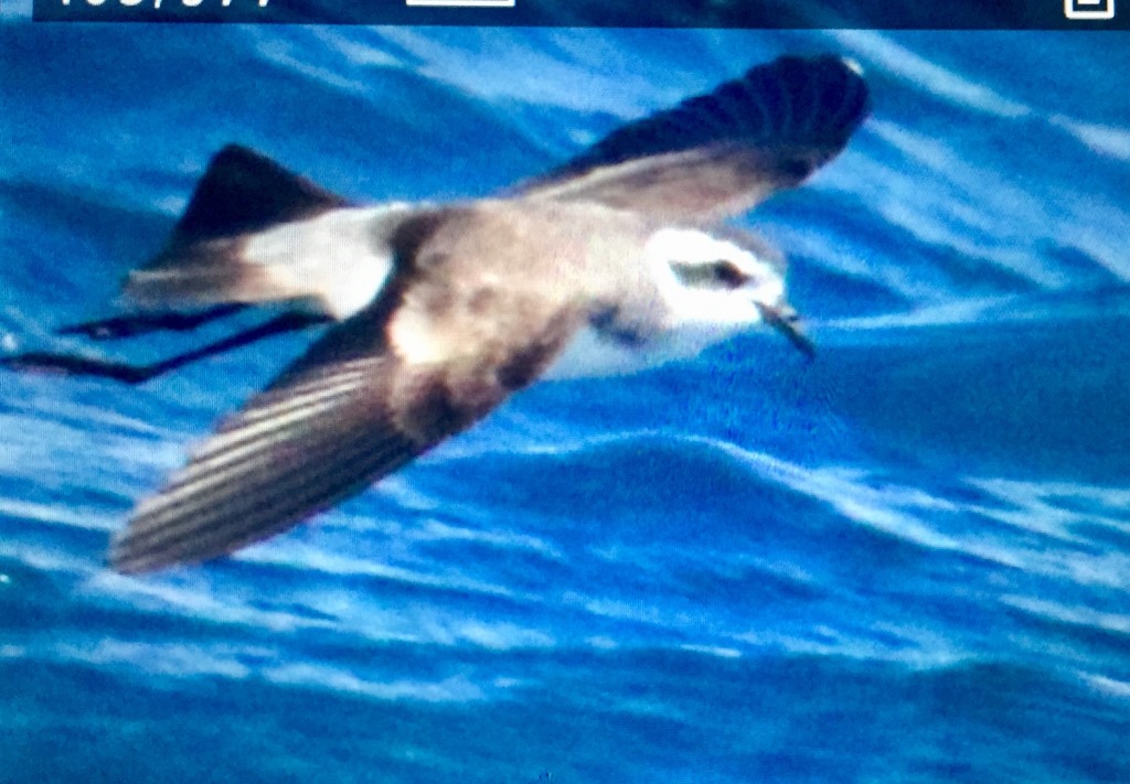 White-faced Storm Petrel / Océanite frégate (Pelagodroma marina), off Agadir, Morocco, 3 May 2018 (Gil Ewing).