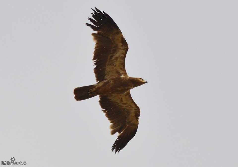 Tawny Eagle / Aigle ravisseur (Aquila rapax), north-east Algeria, 17 July 2018 (Mourad Harzallah).