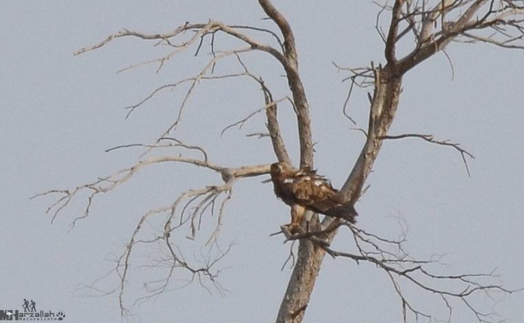 Tawny Eagle / Aigle ravisseur (Aquila rapax), north-east Algeria, 17 July 2018 (Mourad Harzallah).