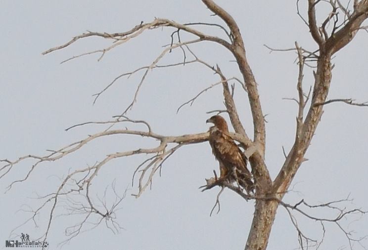 Tawny Eagle / Aigle ravisseur (Aquila rapax), north-east Algeria, 17 July 2018 (Mourad Harzallah).