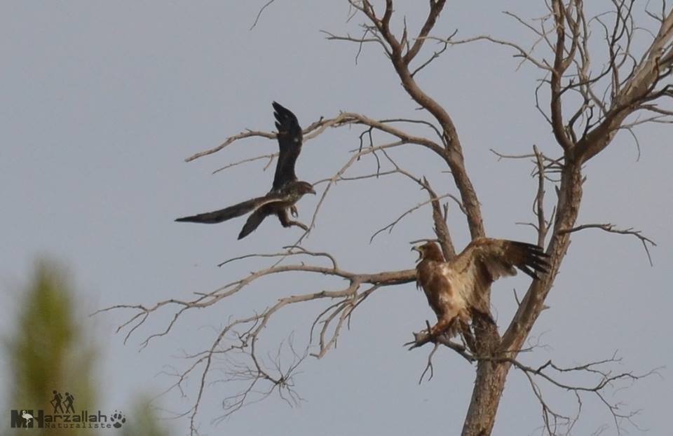 A Bonelli's Eagle harassing the Tawny Eagle / Un Aigle de Bonelli harcelant l'Aigle ravisseur, NE Algeria, 17 July 2018 (Mourad Harzallah). A Bonelli's Eagle harassing the Tawny Eagle / Un Aigle de Bonelli harcelant l'Aigle ravisseur, NE Algeria, 17 July 2018 (Mourad Harzallah).