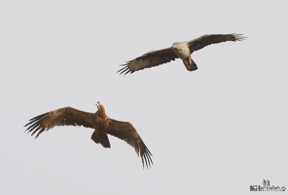 The Bonelli's Eagle continued to harass the Tawny Eagle in flight / L'Aigle de Bonelli a continué à harceler l'Aigle ravisseur en vol, NE Algeria, 17 July 2018 (Mourad Harzallah).