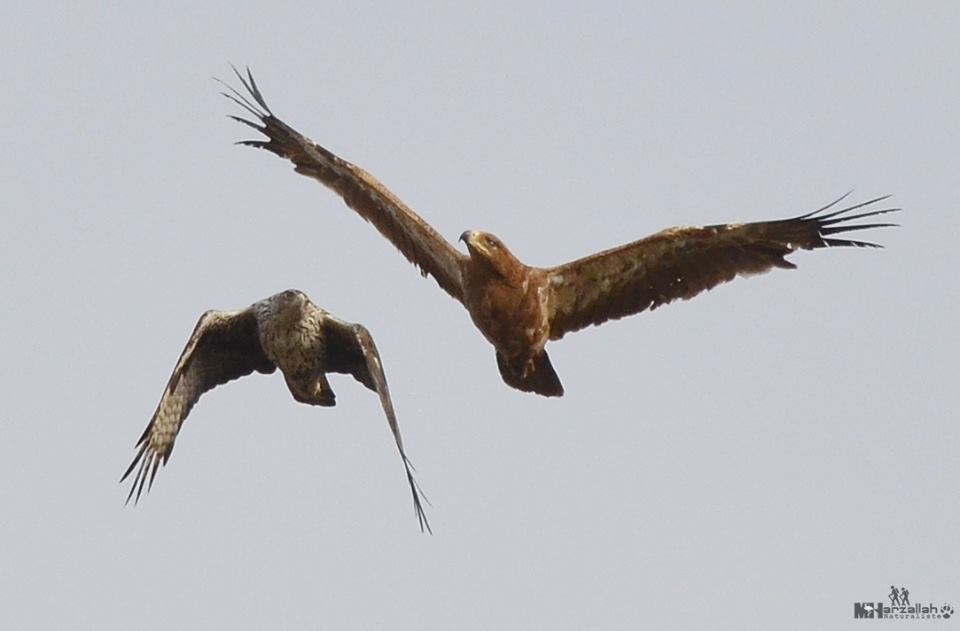 The ‘fight’ is almost over between the two eagles / Le ‘combat’ est presque fini entre les deux aigles, NE Algeria, 17 July 2018 (Mourad Harzallah).