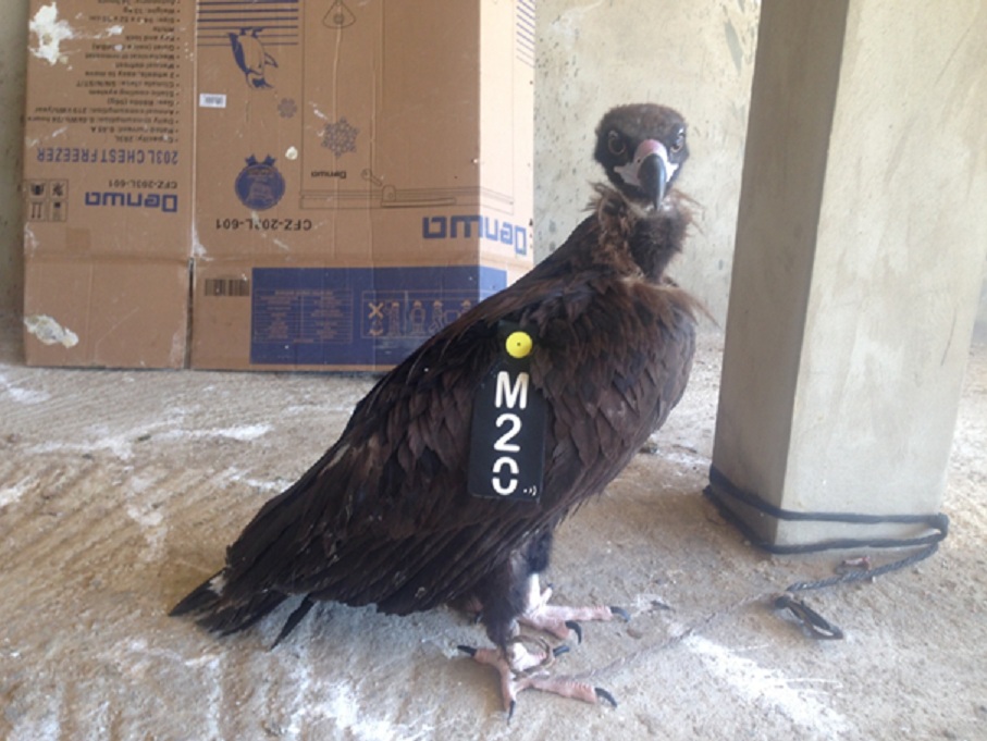 Cinereous Vulture / Vautour moine (Aegypius monachus): M20, Jbel Moussa region, 17 Aug. 2018 (Rachid El Khamlichi)