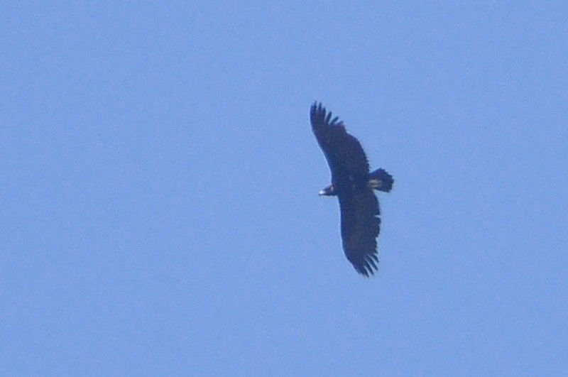 Cinereous Vulture (Aegypius monachus), east of Tanger-Med Port, Strait of Gibraltar, Morocco, 2 May 2018 (R. El Khamlichi).