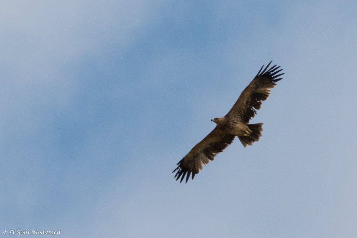 Eastern Imperial Eagle / Aigle impérial (Aquila heliaca), El Haouaria, northern Tunisia, 29 April 2017 (Mohamed El Golli).