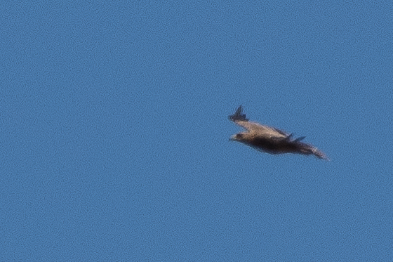 Eastern Imperial Eagle / Aigle impérial (Aquila heliaca), El Haouaria, northern Tunisia, 29 April 2017 (Mohamed El Golli).
