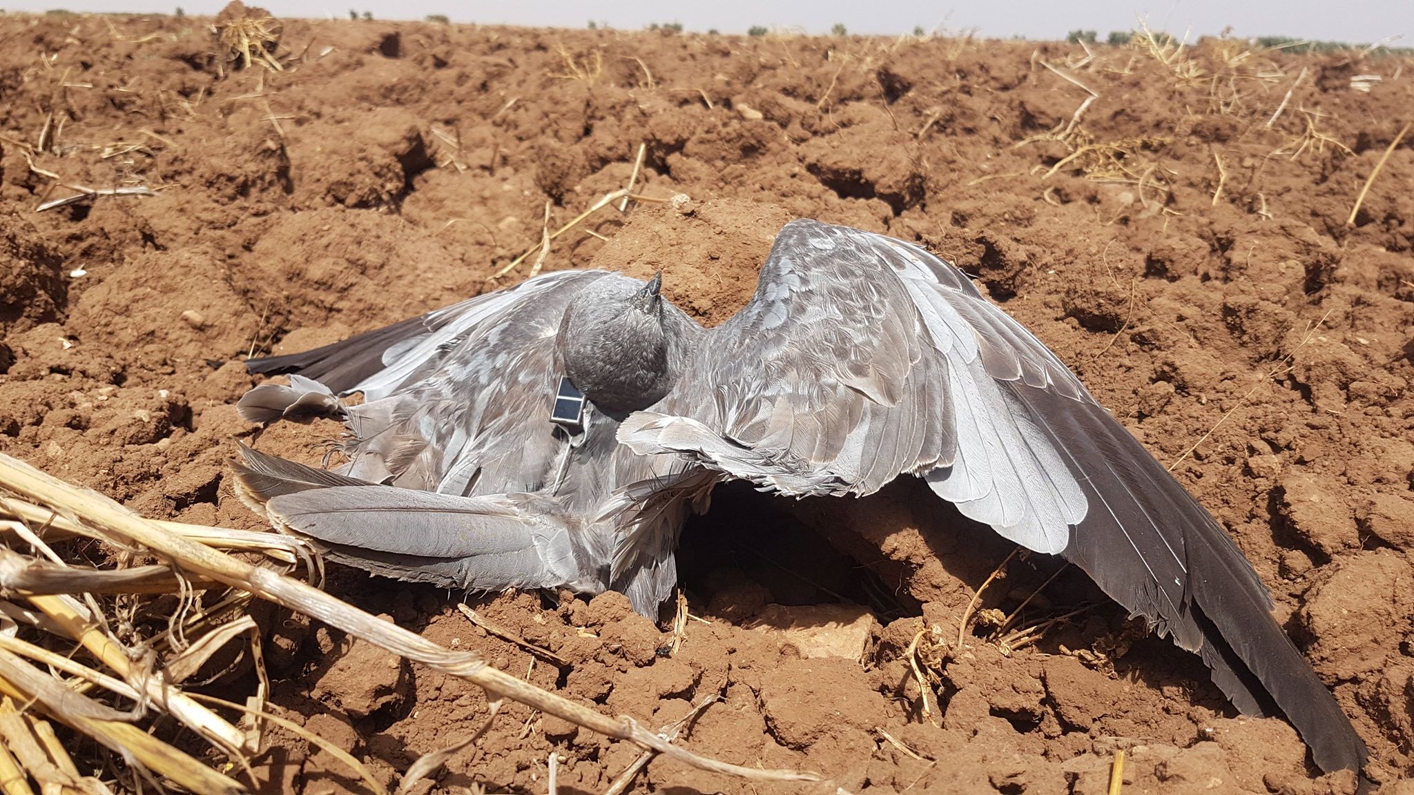 Montagu's Harrier (Circus pygargus) satellite-tracked from France found dead in Morocco, probably shot by poachers, 26 Aug. 2018 (Karim Rousselon). Montagu's Harrier (Circus pygargus) satellite-tracked from France found dead in Morocco, probably shot by poachers, 26 Aug. 2018 (Karim Rousselon).