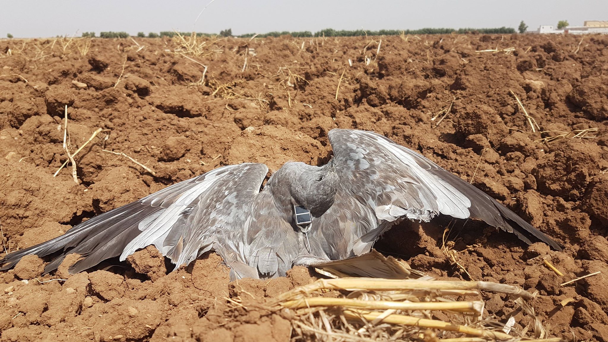 Busard cendré (Circus pygargus) suivi par balise GPS de la France retrouvé mort au Maroc, probablement abattu par des braconniers, 26 août 2018 (Karim Rousselon). Busard cendré (Circus pygargus) suivi par balise GPS de la France retrouvé mort au Maroc, probablement abattu par des braconniers, 26 août 2018 (Karim Rousselon).
