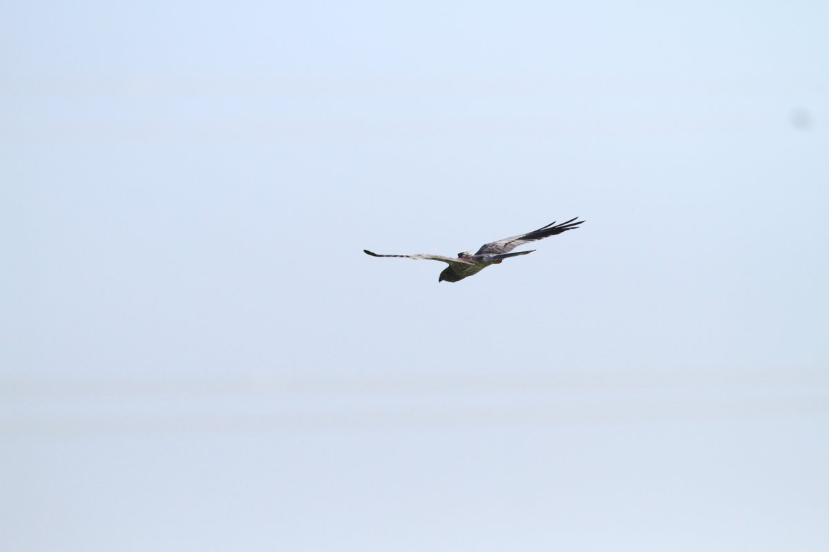 Le Busard cendré ‘Greedy’ en France juste avant de commencer sa migration. / The Montagu's Harrier ‘Greedy’ in France just before starting its migration (Alexandre Villers).