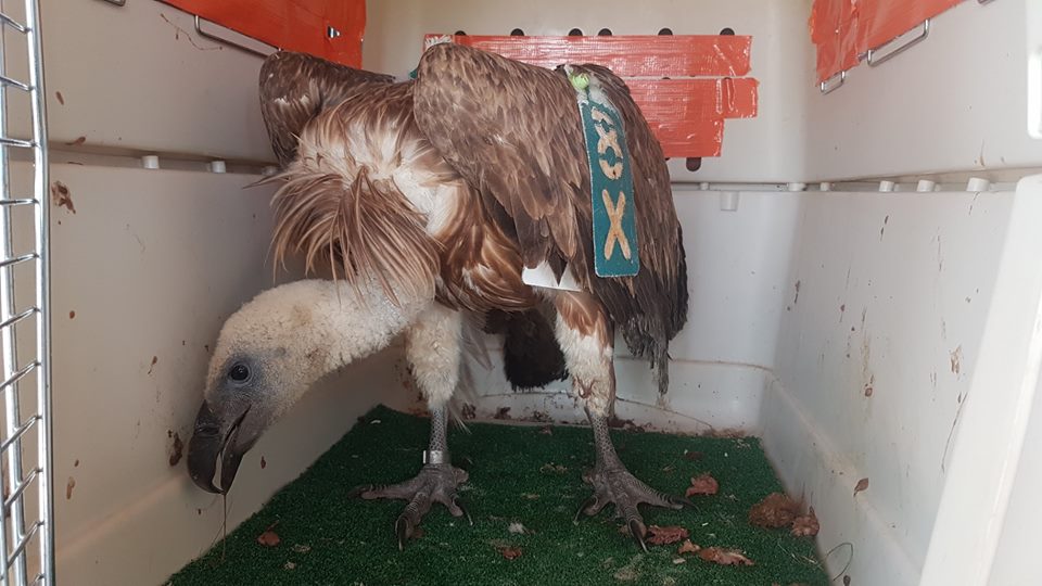 Griffon Vulture / Vautour fauve (Gyps fulvus), Jbel Moussa region, 17 Aug. 2018 (Karim Rousselon).