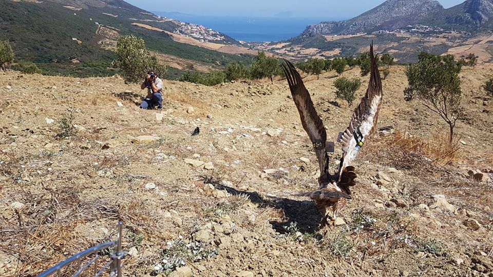 Griffon Vulture / Vautour fauve (Gyps fulvus), Jbel Moussa region, 17 Aug. 2018 (Rachid El Khamlichi).