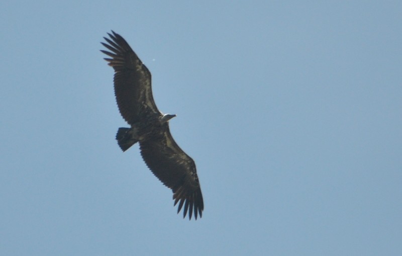 Rüppell's Vulture (Gyps rueppelli), east of Tanger-Med Port, Strait of Gibraltar, Morocco, 2 May 2018 (R. El Khamlichi).