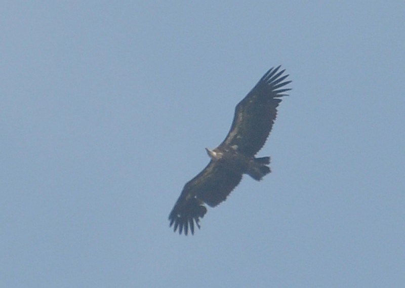 Rüppell's Vulture (Gyps rueppelli), east of Tanger-Med Port, Strait of Gibraltar, Morocco, 21 May 2018 (R. El Khamlichi).