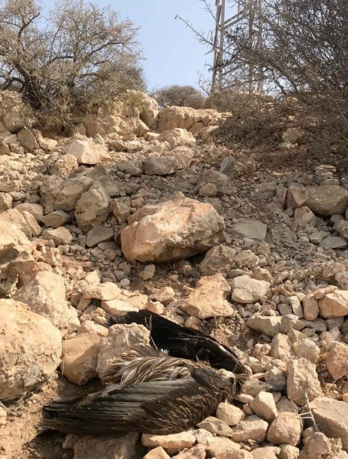 Corpse of the Rüppell's Vulture ‘M1’ under an electric pylon / Cadavre du Vautour de Rüppell ‘M1’ sous un pylône électrique, 5 Sep. 2018 (Ali Irizi / ASARA).