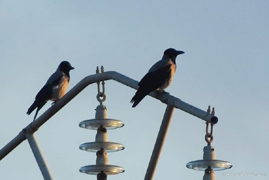 Hooded Crows / Corneilles mantelées (Corvus cornix), Ichkeul National Park, Tunisia, 28 Dec. 2013 (Mohamed El Golli).