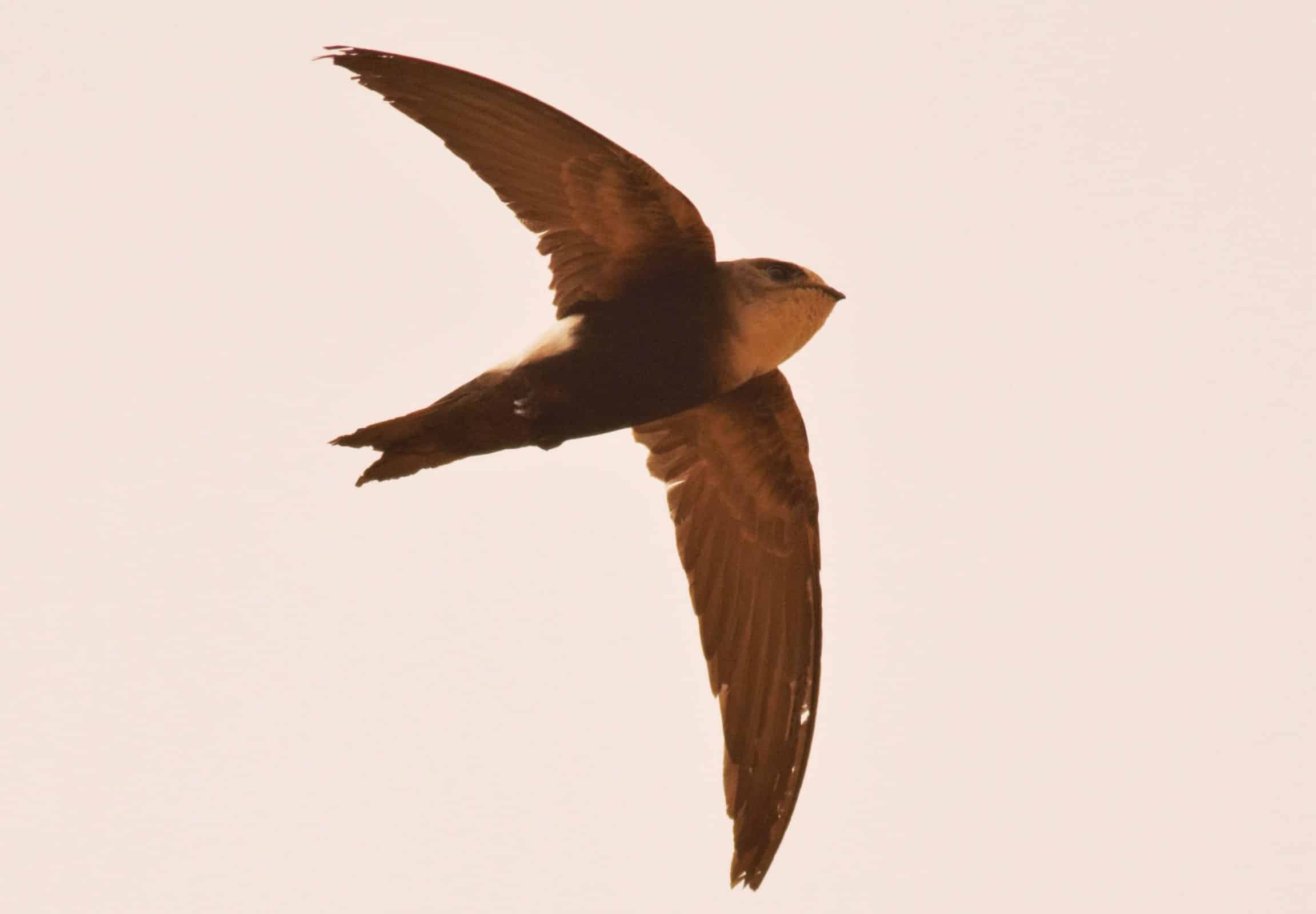 Horus Swift / Martinet horus (Apus horus), Doué river, northern Senegal, 12 Feb. 2018 (Frédéric Bacuez). Horus Swift / Martinet horus (Apus horus), Doué river, northern Senegal, 12 Feb. 2018 (Frédéric Bacuez).