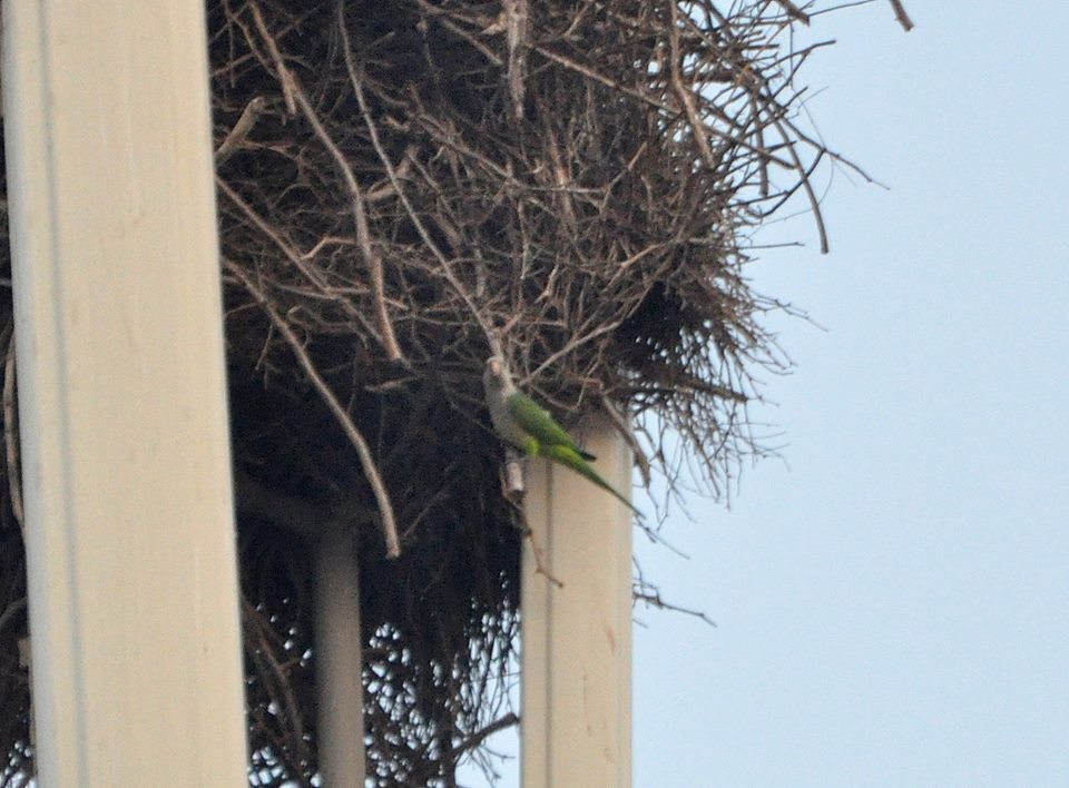 Monk Parakeet / Conure veuve (Myiopsitta monachus), Rabat, Morocco, 12 Sep. 2018 (Ayoub Tounssi). Monk Parakeet / Conure veuve (Myiopsitta monachus), Rabat, Morocco, 12 Sep. 2018 (Ayoub Tounssi).