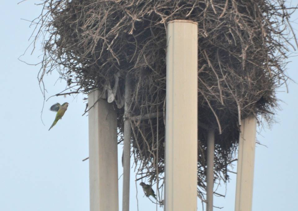 Conures veuves / Monk Parakeets (Myiopsitta monachus), Rabat, Maroc, 12 sep. 2018 (Ayoub Tounssi). Conures veuves / Monk Parakeets (Myiopsitta monachus), Rabat, Maroc, 12 sep. 2018 (Ayoub Tounssi).