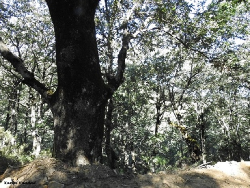 Afares oak (Quercus afares), Larbaâ Forest, Oudjana, Algeria, 24 Sep. 2018 (Karim Haddad). Afares oak (Quercus afares), Larbaâ Forest, Oudjana, Algeria, 24 Sep. 2018 (Karim Haddad).