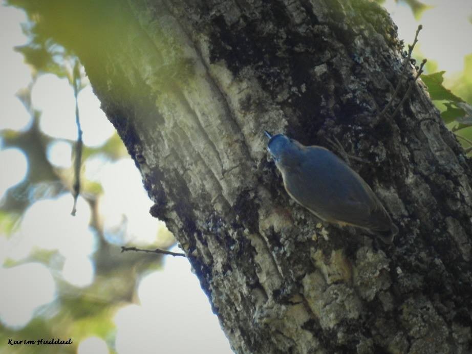 Algerian Nuthatch / Sittelle Kabyle (Sitta ledanti), Larbaâ Forest, Oudjana, Algeria, 24 Sep. 2018 (Karim Haddad). Algerian Nuthatch / Sittelle Kabyle (Sitta ledanti), Larbaâ Forest, Oudjana, Algeria, 24 Sep. 2018 (Karim Haddad).