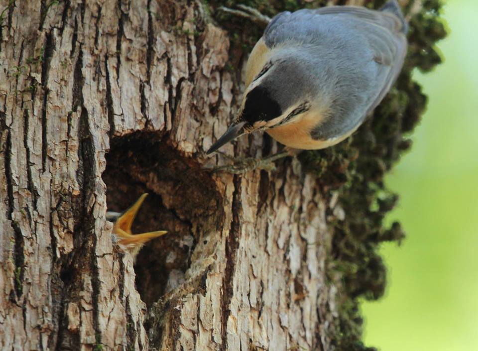 Algerian Nuthatch / Sittelle Kabyle (Sitta ledanti), an adult feeding a young at the nest, Ghabet Ezzen, Wilaya of Jijel, Algeria, May 2018 (Riadh Moulaï). Algerian Nuthatch / Sittelle Kabyle (Sitta ledanti), an adult feeding a young at the nest, Ghabet Ezzen, Wilaya of Jijel, Algeria, May 2018 (Riadh Moulaï).