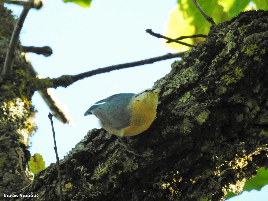 Algerian Nuthatch / Sittelle Kabyle (Sitta ledanti), Djimla Forest, Algeria, 7 Oct. 2018 (Karim Haddad). Algerian Nuthatch / Sittelle Kabyle (Sitta ledanti), Djimla Forest, Algeria, 7 Oct. 2018 (Karim Haddad).