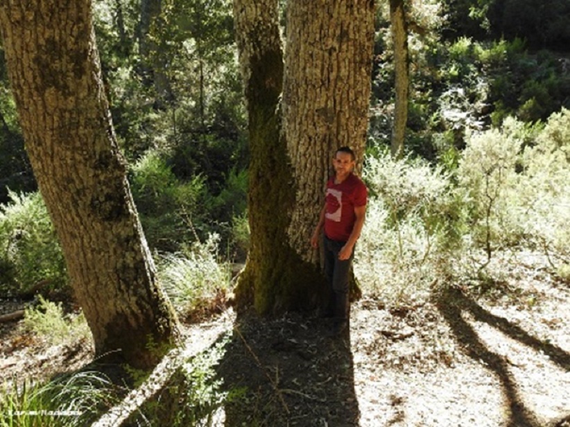 Algerian oak (Quercus canariensis), Larbaâ Forest, Oudjana, Algeria, 24 Sep. 2018 (Karim Haddad). Algerian oak (Quercus canariensis), Larbaâ Forest, Oudjana, Algeria, 24 Sep. 2018 (Karim Haddad).