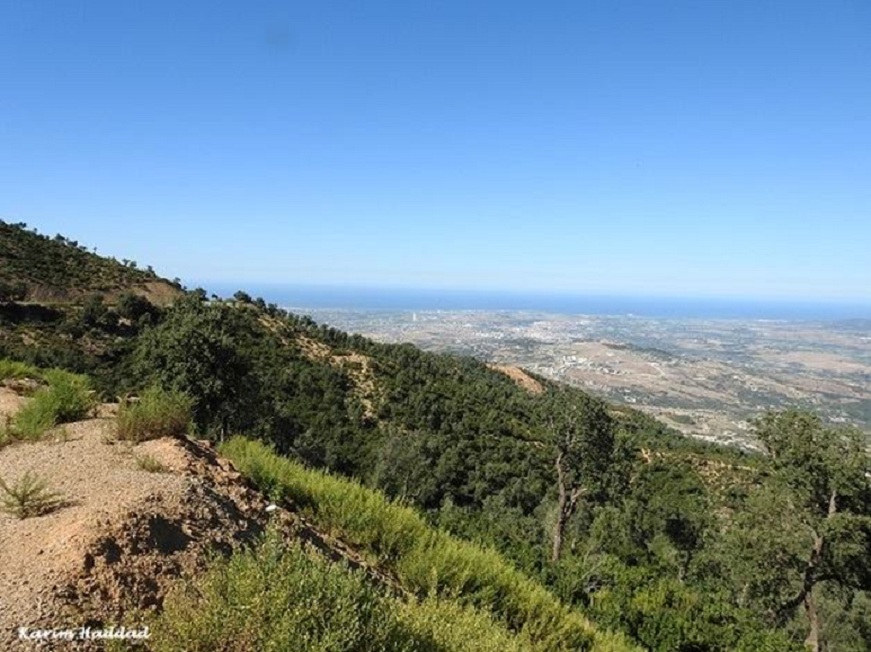 Larbaâ Forest or Ghabet Ezzen, Oudjana, Algeria, 24 Sep. 2018 (Karim Haddad). Larbaâ Forest or Ghabet Ezzen, Oudjana, Algeria, 24 Sep. 2018 (Karim Haddad).