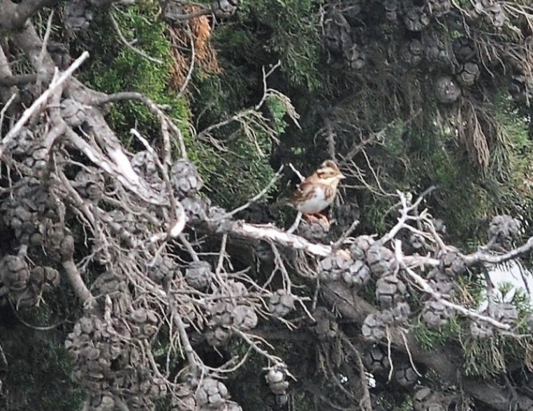 Rustic Bunting / Bruant rustique (Emberiza rustica), Annaba, Algeria, 2 Nov. 2013 (Imed Djemadi). Rustic Bunting / Bruant rustique (Emberiza rustica), Annaba, Algeria, 2 Nov. 2013 (Imed Djemadi).