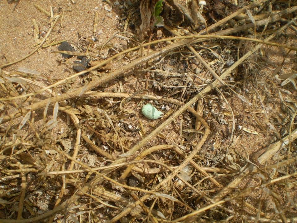 Excrements of the Andalusian Buttonquail, Doukkala region, Morocco, June 2014 (Mohamed Amezian).