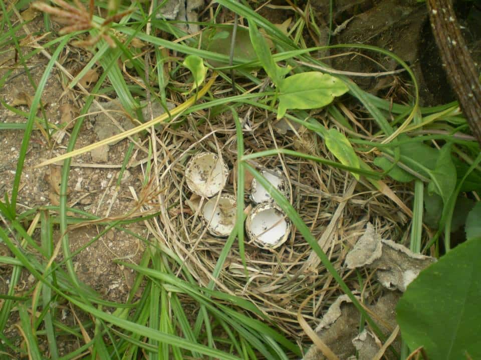 Nest and eggs of the Andalusian Buttonquail, Doukkala region, Morocco, June 2014 (Mohamed Amezian).