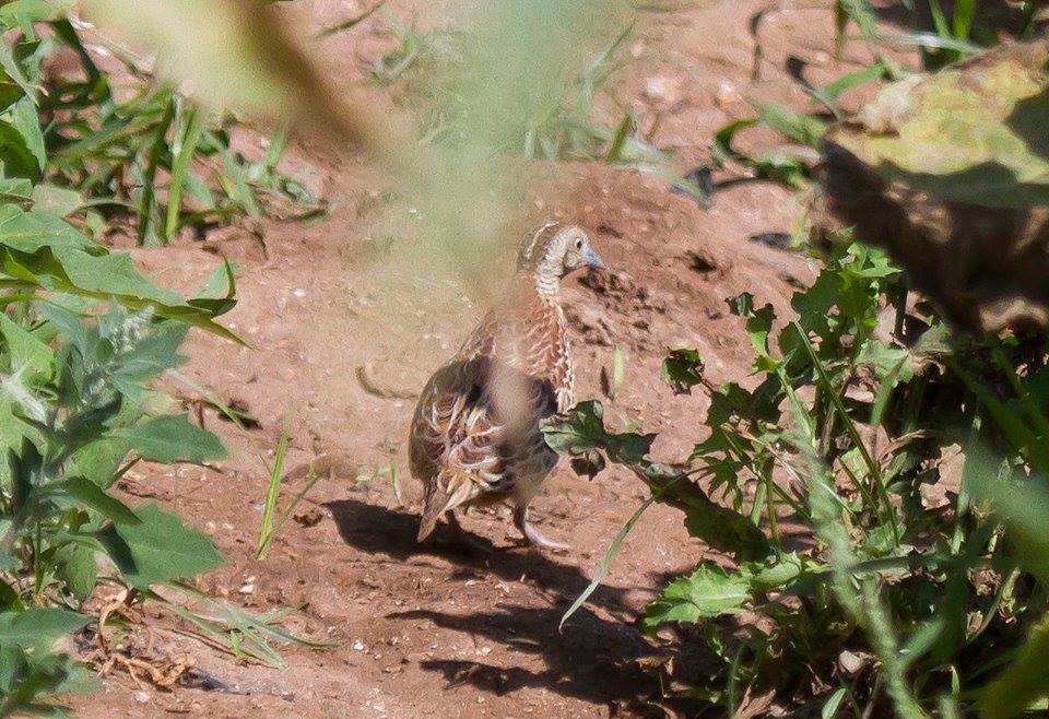 Andalusian Buttonquail / Turnix d'Andalousie (Turnix sylvaticus sylvaticus), Doukkala region, Morocco, June 2014 (Carlos Gutiérrez Expósito).