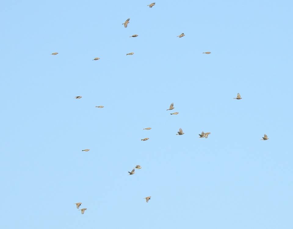 Thousands of sparrows – chiefly House Sparrows (Passer domesticus) and some Spanish Sparrows (P. hispaniolensis) cross the Strait of the Gibraltar to winter in northern Africa (Alejandro Onrubia / Migres Fundation).