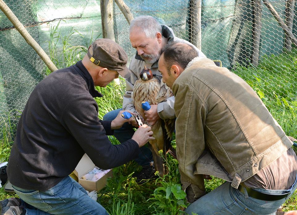 Ringing and satellite-tagging the Spanish Imperial Eagle, Bouznika, 17 Dec. 2018. From right to left: Karim Rousselon (AMFCR), Jose Rafael Garrido (Junta de Andalucia) and Carlos Torralvo (Fundación Migres).