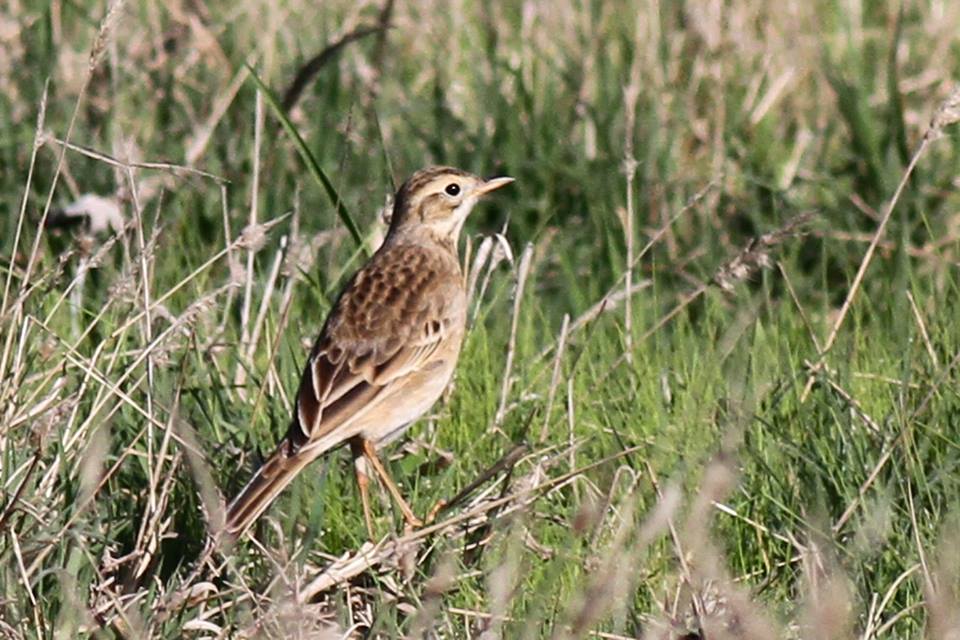 Richard's Pipit (Anthus richardi), Dayet Dar Bouazza, Morocco, 15 Dec. 2018 (Benoît Maire).
