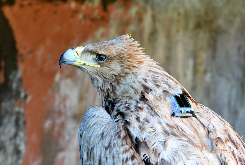 Spanish Imperial Eagle (Aquila adalberti), fitted with a GPS transmitter and ready to fly, Bouznika, Morocco, 17 Dec. 2018.